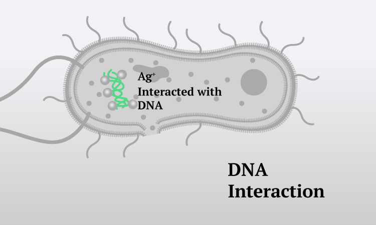 KokinEL Mechanism4